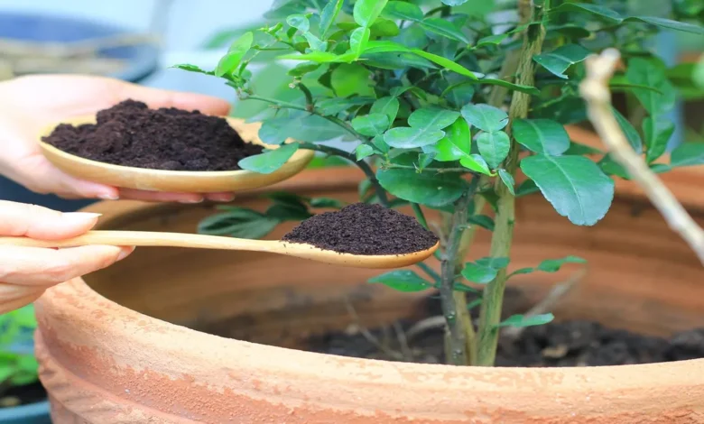 Kaffeesatz als Dünger: Die natürliche Wunderwaffe für deinen Garten Kaffeesatz als Dünger