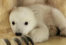 Eisbären-Babys Karlsruhe