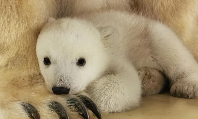 Eisbären-Babys Karlsruhe: Ein Blick hinter die Kulissen des Tierparks Eisbären-Babys Karlsruhe