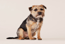 Border Terrier