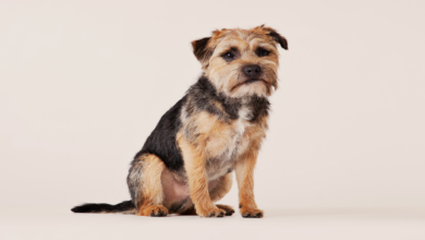 Border Terrier