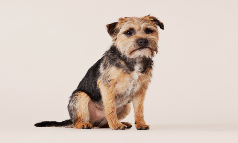 Border Terrier – Der kleine Draufgänger mit großem Herz Border Terrier