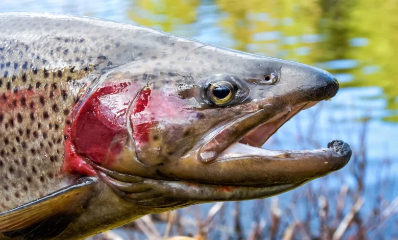 Lachsforelle: Alles, was du über diese edle Fischspezialität wissen musst Lachsforelle