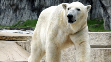 Zoo Karlsruhe Eisbären