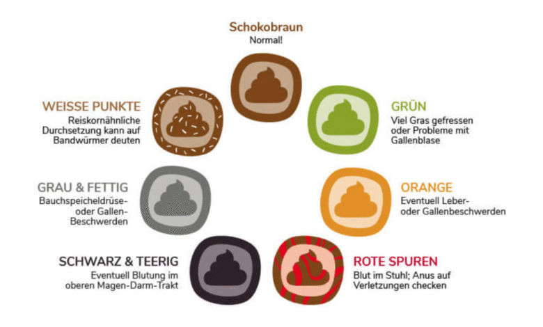 Stuhlgang Grün: Was Grüner Stuhlgang Über Deine Gesundheit Verrät Stuhlgang Grün